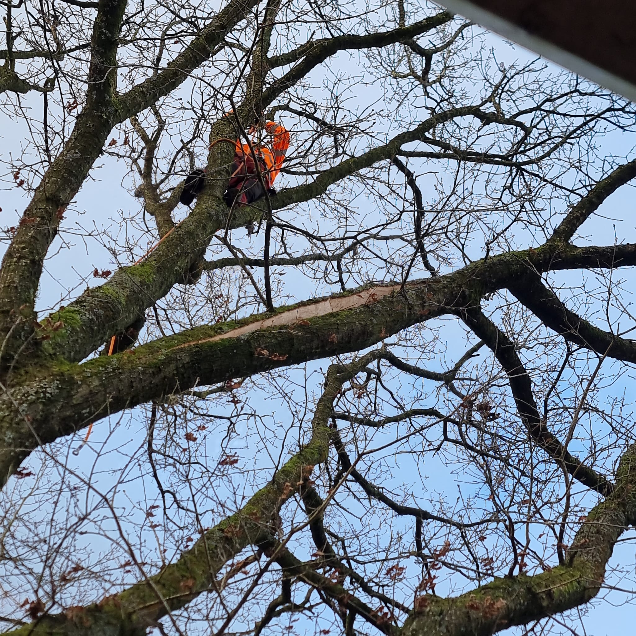 CWB Forestry - (6)