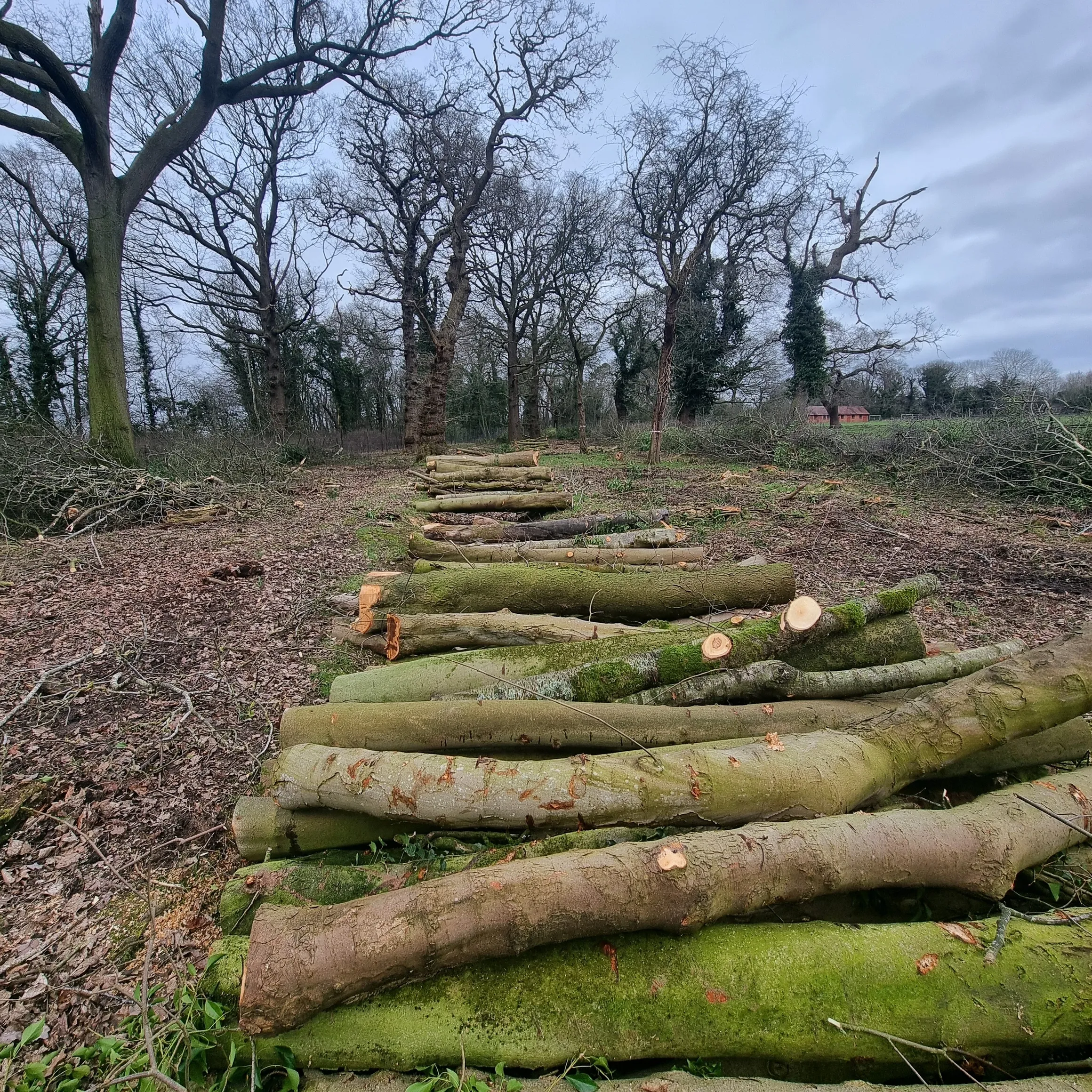 Timber (1)