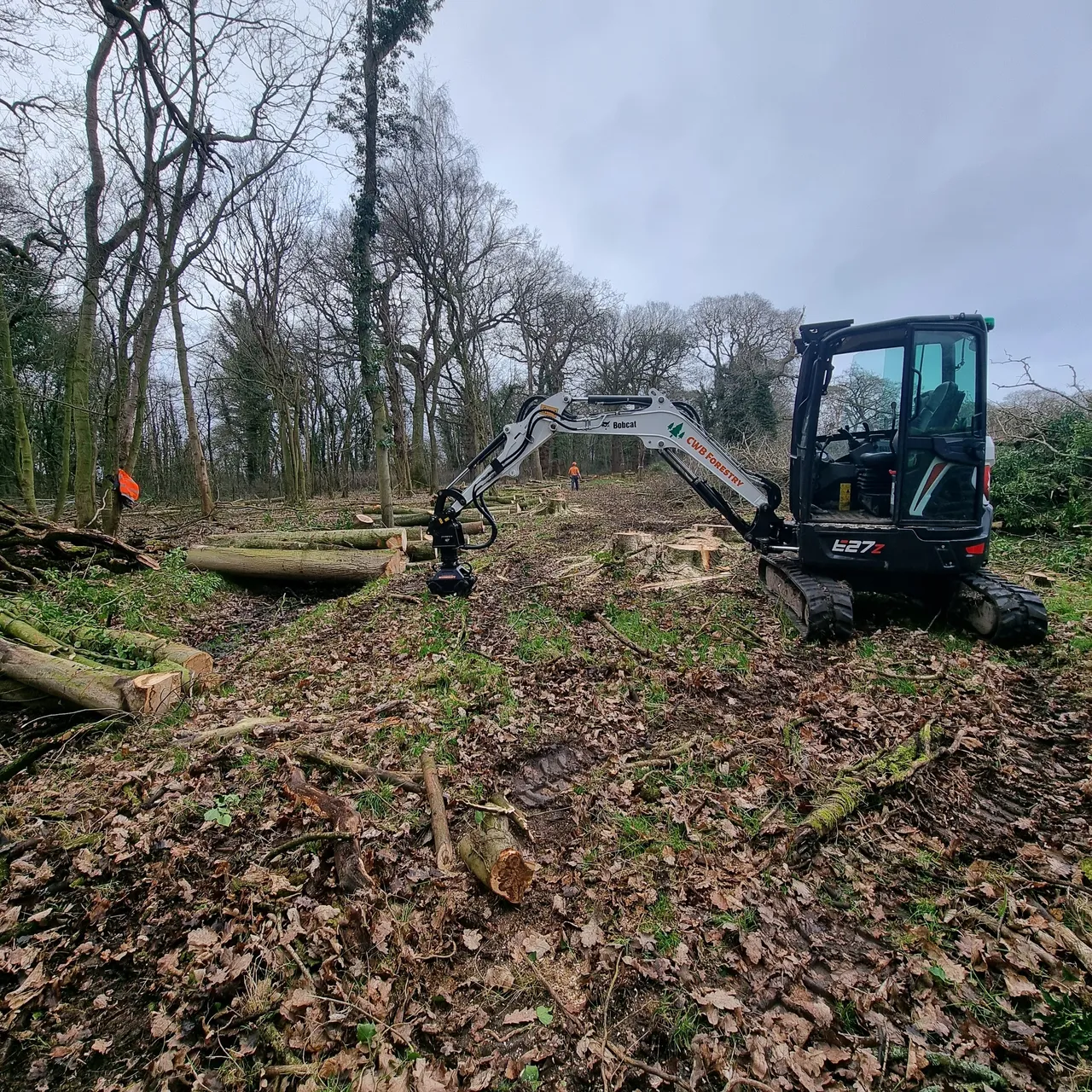 Timber (2)