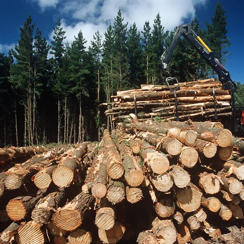 Timber (3)