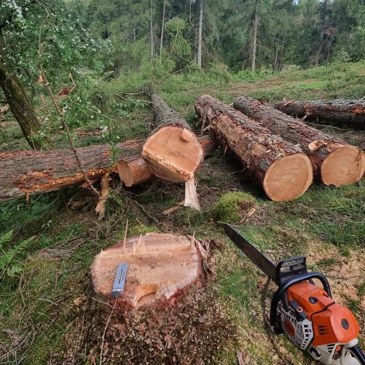 Timber (4)