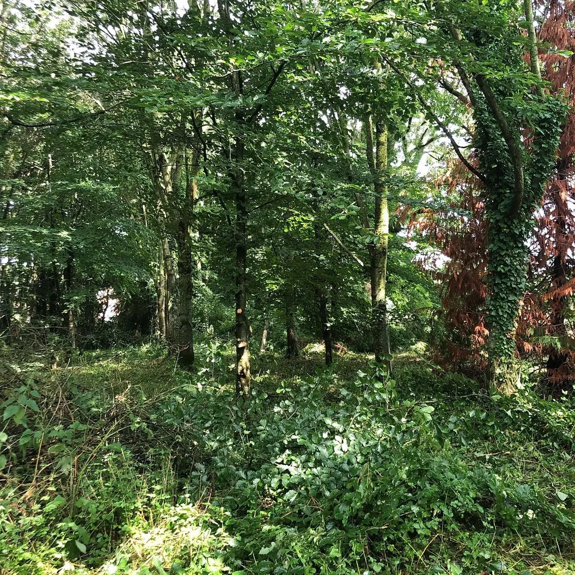 Woodland (1)