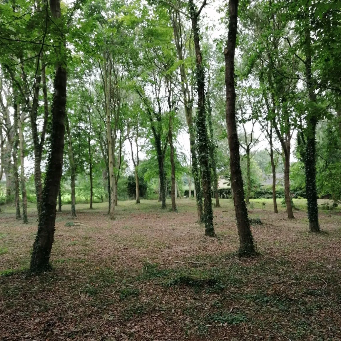 Woodland (2)