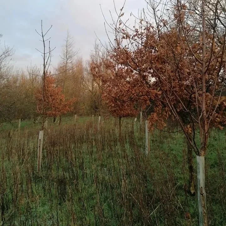 Woodland